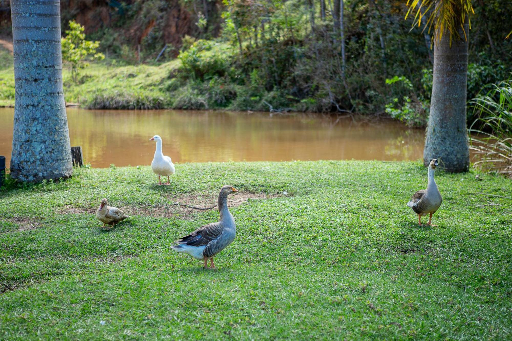 Fazenda Hotel Alvorada Santos Dumont Eksteriør bilde